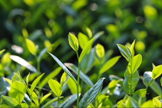 В Узбекистане начали выращивать японский чай