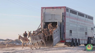 Из Бухары на озеро Судочье доставили туркменских куланов