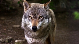 Oʻz xonadonida boʻrini noqonuniy tarzda saqlagan fuqaro jarimaga tortildi