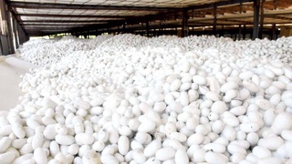 Осенний хирман урожая шелководов