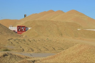 Айни паллада республикамизнинг дон қабул қилиш масканларида иш қизғин
