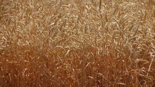 2022 йил ғалла ҳосили учун минимал нарх белгиланди