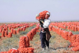 Jizzaxlik fermer piyoz yetishtirish bo‘yicha rekord o‘rnatdi