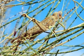 Бухоро вилояти Ромитан туманидаги чигирткалар экинларга хавф туғдирмайди — Фанлар академияси