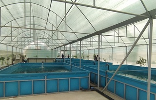 Балиқчиликда инновацион усул