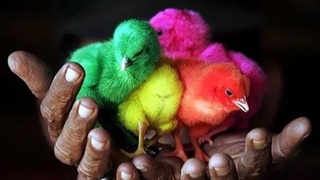 "Mehr va Oqibat" готовит обращение в органы по поводу окрашивания цыплят