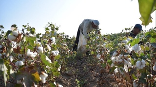 Оққўрғон туманида пахта терими бошланди   