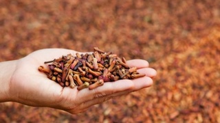 Қалампирмунчоқнинг фойдали хусусиятлари