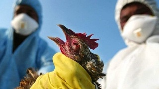В Казахстане зафиксирована вспышка птичьего гриппа