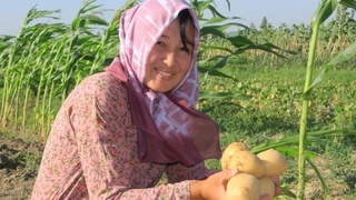 Кешегі жұмыссыз жастар бүгінде өнімдерін жинауда