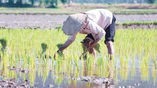 Рисоводческие кластеры: повышается производительность и улучшается качество продукции