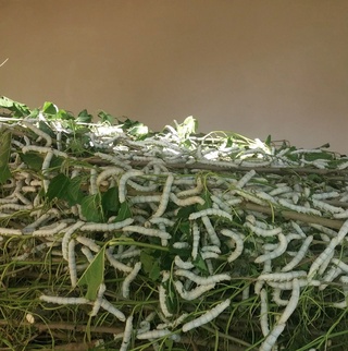 Балиқчида 6 минг 143 қути ипак қурти боқилмоқда