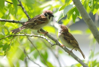 В Узбекистане к концу недели ожидается спад жары до +30 градусов