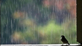 Ayrim joylarda vaqti-vaqti bilan jala yogʻishi kutilmoqda, doʻl yogʻishi ham mumkin — Oʻzgidromet