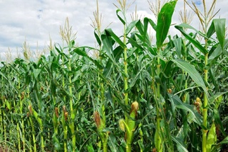 Қизириқ жўхоризорлари: кутилаётган даромад 4,5 миллиард сўм