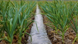 Olimlarimiz piyozning yangi navini yaratdi