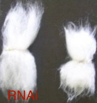 The Agronomic Durability of Gene-Knockout Technology, or Porloq's Thirteen-Year Life in the Field: New Knowledge