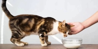 Мушуклар саратон касаллигини даволашнинг янги усулларини топишга ёрдам бериши мумкин