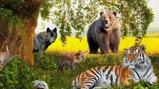 22 мая - Международный день биологического разнообразия