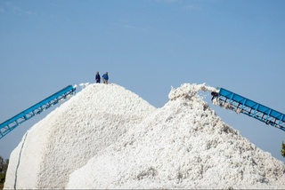 Raqobat qoʻmitasi: Sirdaryodagi klaster korxona tomonidan manipulyatsiya harakatlari sodir etilgan