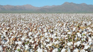 Научные подходы будут способствовать развитию отрасли