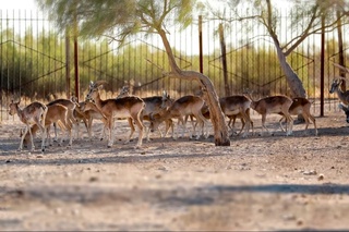 Бухоро буғусини сақлаб қолишда сезиларли ютуқларга эришилди