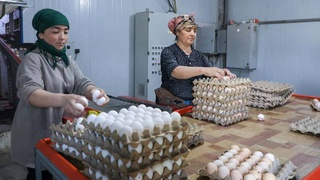 Стремительные темпы развития птицеводства