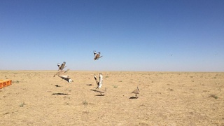 «Қизил китоб»га киритилган йўрға тувалоқлар ёввойи табиатга қўйиб юборилди