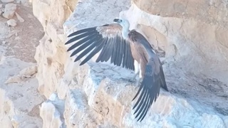 Дрон выкормит