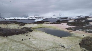 Антарктидада қор пушти ва яшил рангга айланди