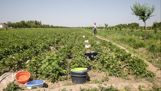 Енди фермер атызына не егиў керек екенлигин өзи шешеди