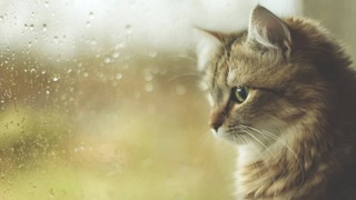 Дожди и грозы: синоптики рассказали о погоде на выходные