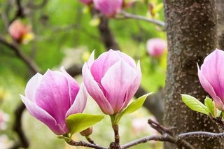 Аprel oyida qanday ob-havo kuzatiladi?