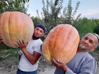 Фарғонада оғирлиги салкам 40 кг бўлган ошқовоқлар етиштирилмоқда