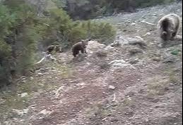 Қўнғир айиқ боласи билан боғлиқ ҳолат юзасидан тўпланган ҳужжатлар Ички ишлар органига ўтказилди