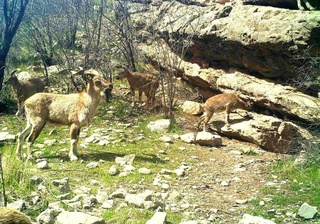 Морхўр “фотоқопқон”га тушди