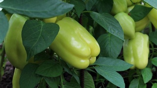 Узбекистан экспортировал болгарского перца на 8,9 миллиона долларов США