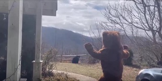 Amerikalik erkak hovliga kirib kelgan ayiqni haydab chiqarishning nooddiy usulini o'ylab topdi