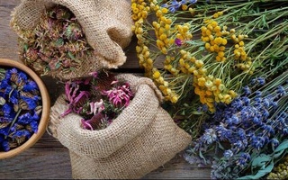 В Узбекистане расширяется производство лекарственных растений