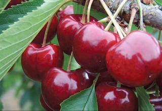 В Узбекистане растет количество плантаций с экспортоориентированной черешней