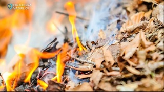 Xazon yoqqanlar qancha jarima toʻlaydi?