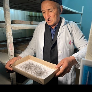 Берунийда пилла мавсуми бошланди