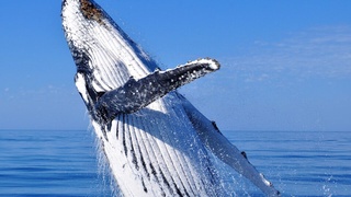 Scientists had a 20-minute "conversation" with a humpback whale named Twain