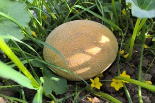 Сурхандәрьяда дәслепки қаўынлар писти