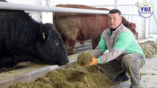 Животноводческий оазис посреди степи