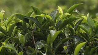 Hind choyining narxi keskin oshishi mumkin