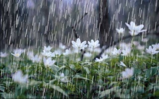 Мавсими боронгарӣ ҳанӯз ба охир нарасидааст: маълумоти обу ҳавои рӯзи истироҳат