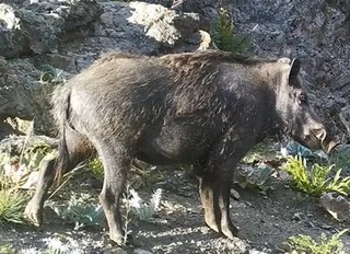 Сурхондарёда икки фуқаро ёввойи тўнғиз овлади