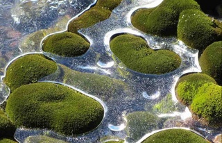 Цветы в Антарктиде начинают цвести, о чем это говорит?