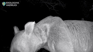 Zomin milliy tabiat bogʻidagi fotoqopqonga qoʻngʻir ayiq tushib qoldi